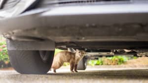 Ein Marder unter einem Auto