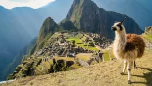 Lama vor Machu Picchu in Peru