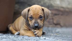Ein Rhodesian Ridgeback Welpe