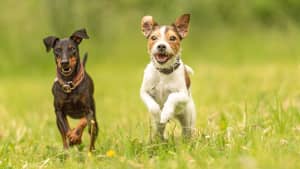 Zwei kleine Hunde laufen gemeinsam über eine grüne Wiese