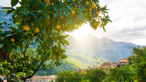 Orangen an einem Baum in der Nähe von Soller auf Mallorca