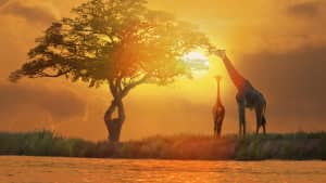 Giraffen in der Silhouette in Afrika fotografiert
