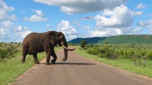 Ein Elefant im Krüger Nationalpark Südafrika