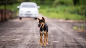 Hund läuft auf Straße, Auto nähert sich