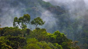 Nebel steigt über dem Ecuadorianischen Regenwald auf