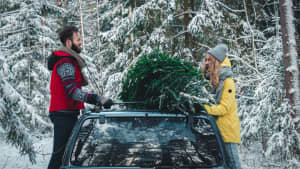 Ein frisch geschlagener Weihnachtsbaum wird auf dem auto fest gezurrt