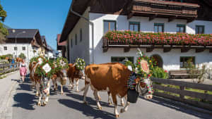 Kühe beim Almabtrieb