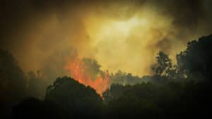 Stechende Flammen die in Griechenland im Wald über die Baumspitze herausragt