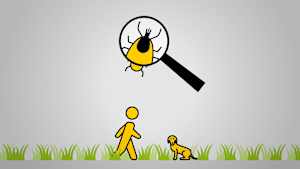 Vorschaubild, Animation, 16 zu 9, Zecke richtig entfernen, Wandern, Borreliose, Natur