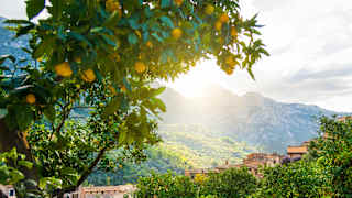 Orangen an einem Baum in der Nähe von Soller auf Mallorca
