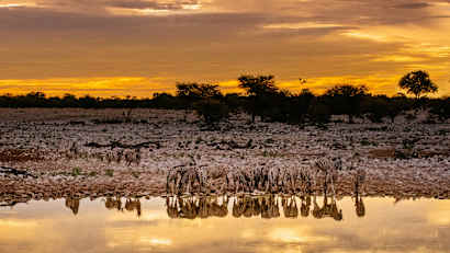 Zebras trinken wasser an einem Wasserloch von Namibia