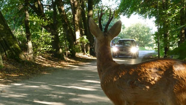 Auto fährt auf en Reh zu, das auf der Straße steht