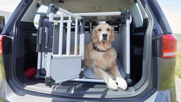 Ein Hund sitzt in einem gesicherten Käfig  im Kofferraum kurz vor dem Schliessen des Käfigs