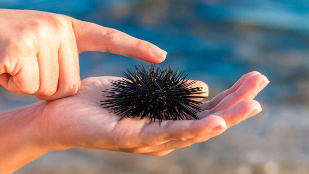 Eine Frau hält einen Seeigel auf der Hand