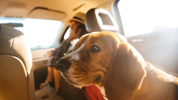 Ein Hund sitzt auf der Rückbank eines Autos