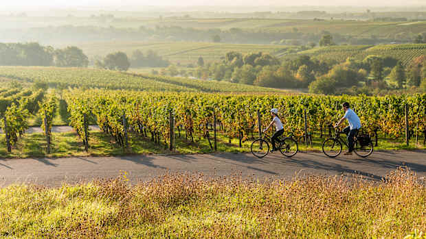 Der Radweg Deutsche Weinstraße führt inmitten der Weinberge durch herrliche Landschaften