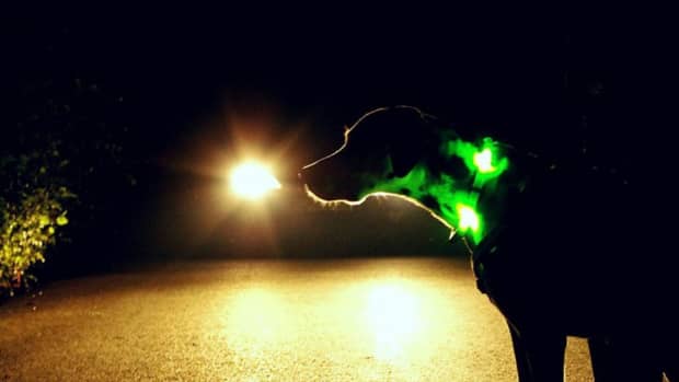 Hund mit Leuchthalsband im Dunkeln