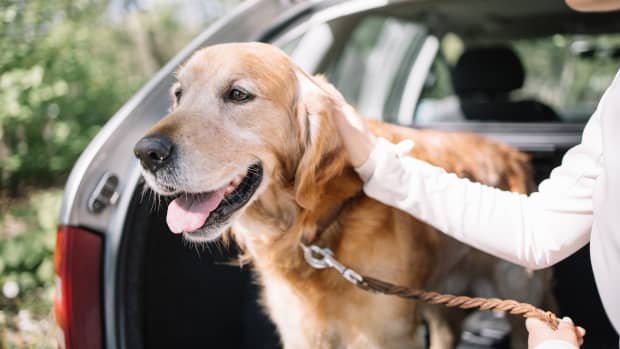 Ein Hund sitzt im Kofferraum eines Autos