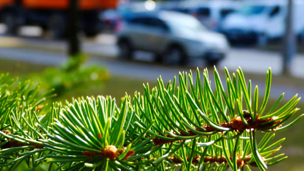 Close-Up des Astes eines Nadelbaumes und im Hintergrund steht ein Auto