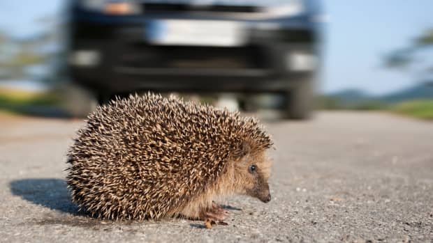 Ein Igel überquert eine befahrene Strasse