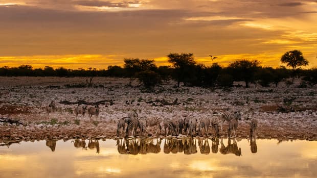Zebras trinken wasser an einem Wasserloch von Namibia