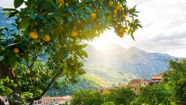 Orangen an einem Baum in der Nähe von Soller auf Mallorca