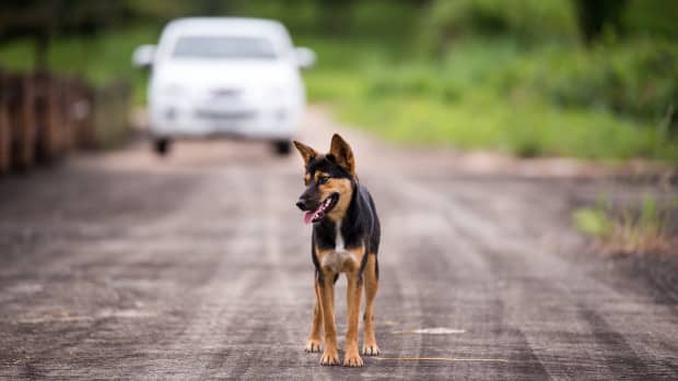 Hund läuft auf Straße, Auto nähert sich