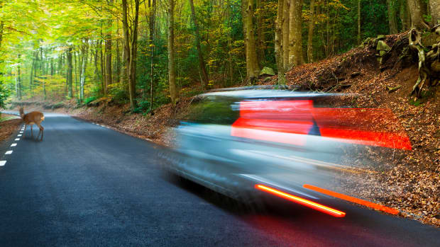 Auto bremst wegen einem Reh