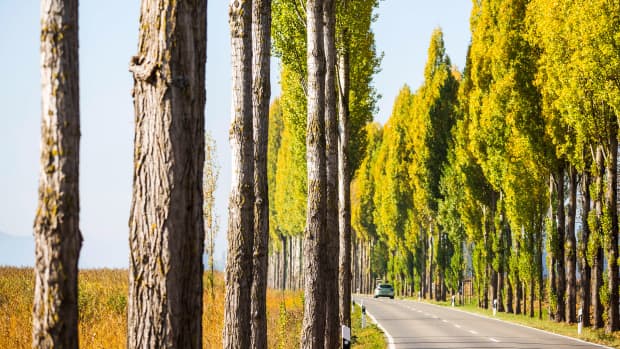 Auto fährt auf der Deutschen Alleenstraße