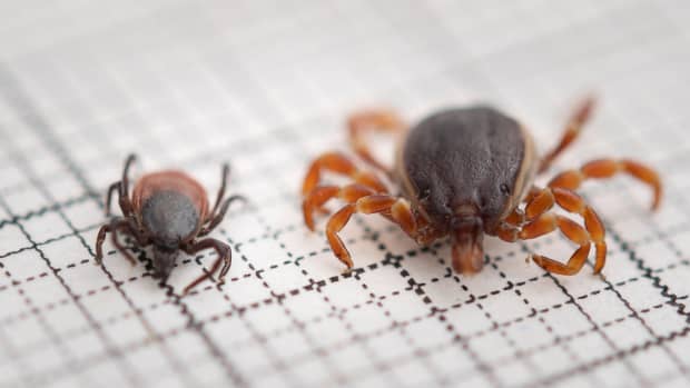 Eine Hyalomma rufipes Zecke liegt neben einer gemeiner Holzbock-Zecke suf einem Millimeterpapier