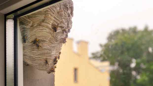 Ein Wespennest hängt an der Aussenseite eines Fensters