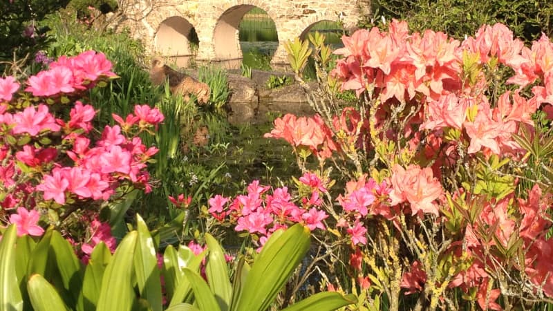 Brücke mit Wasser und Blüten im Schlossgarten Dennenlohe im Fränkischen Seenland