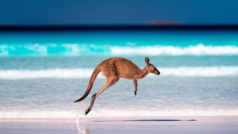 Ein Känguru hüpft über den Strand am Meer