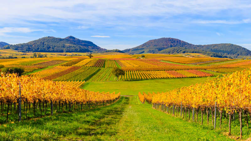 Eine schöne herbstliche Landschaft entlang der Deutschen Weinstrasse mit Blick auf die Weinberge