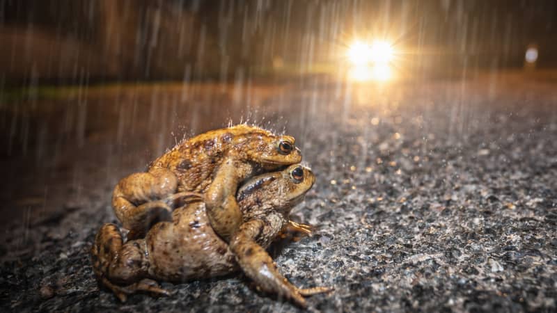 Kröten überqueren die Straße im Regen und drohen von einem Auto überfahren zu werden