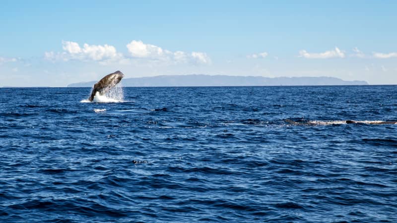 Wal springt aus dem Meer