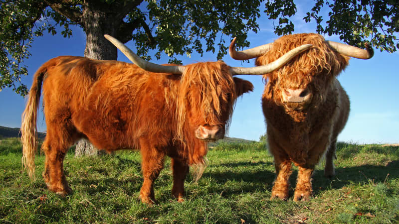 Zwei Highland-Ochsen stehen auf einer Wiese