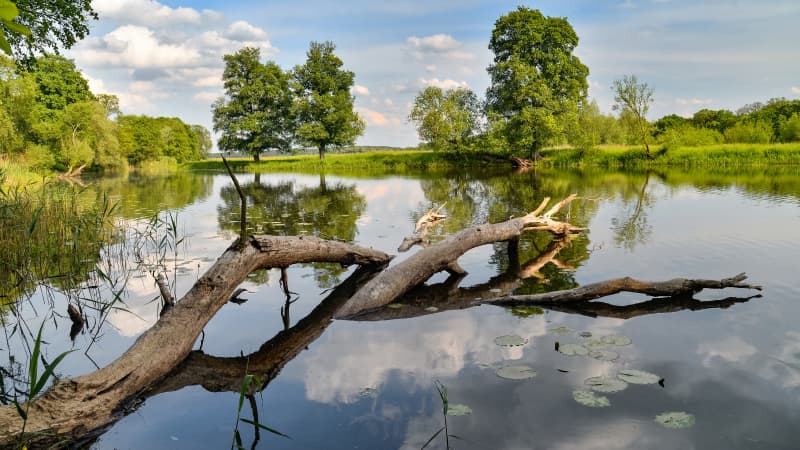 Baumstamm liegt in einem See und spiegelt sich