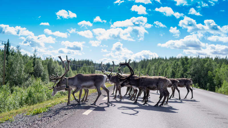 Rentiere auf einer Straße in Schwedisch-Lappland
