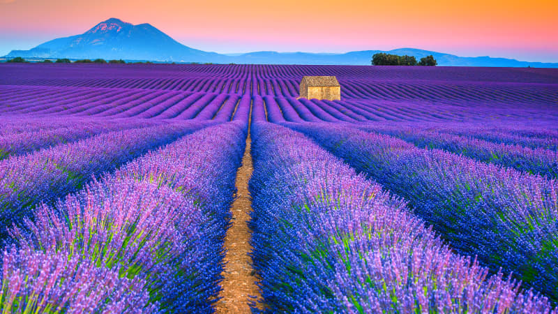 Lavendelfeler bei Sonnenuntergang in der Provence mit Berg im Hintergrund
