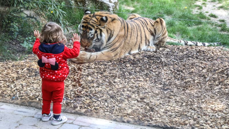 Kleines Mädchen steht vor Tigergehege im Zoo Münster