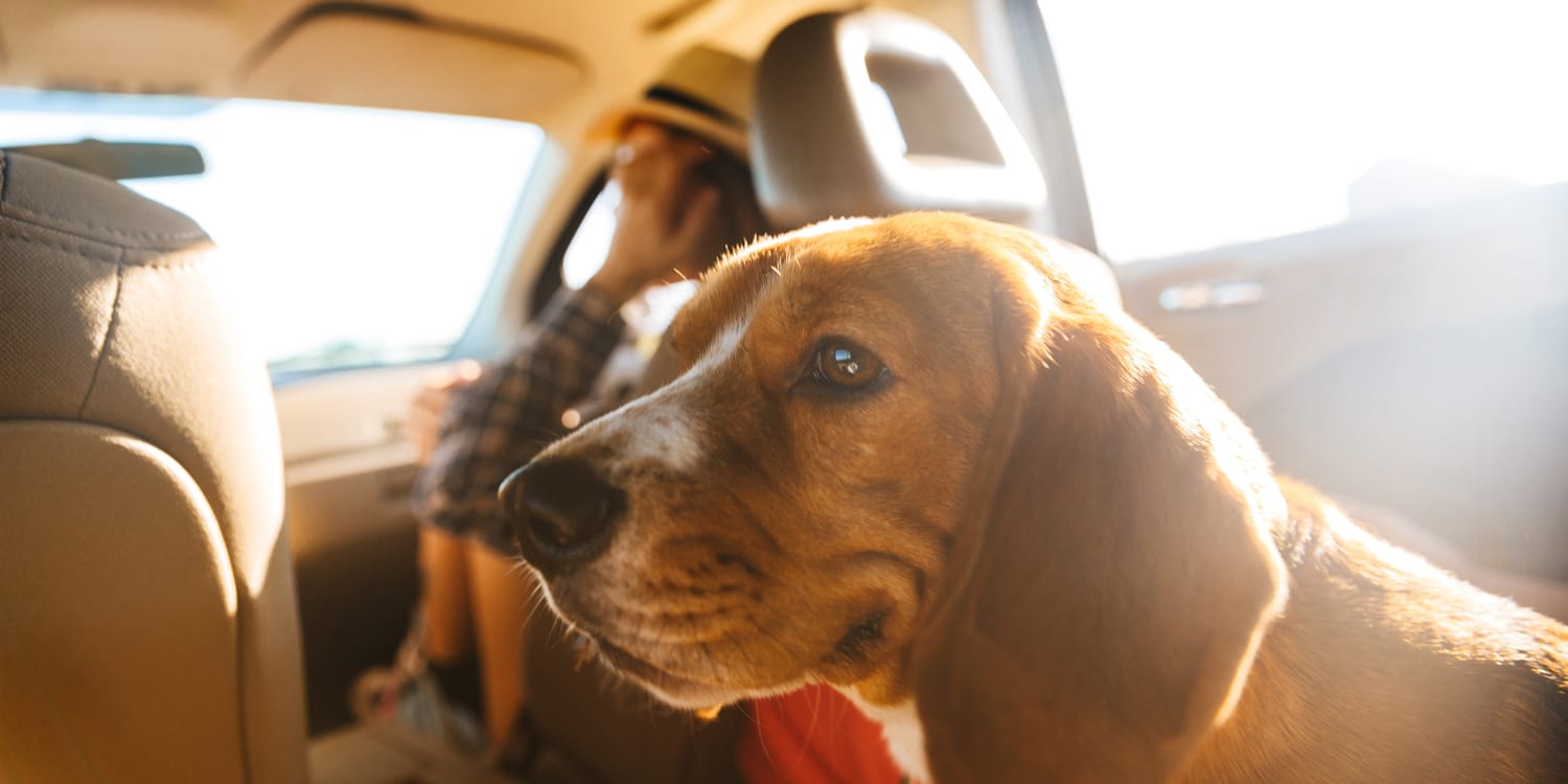 Autofahren mit Hund bei Hitze