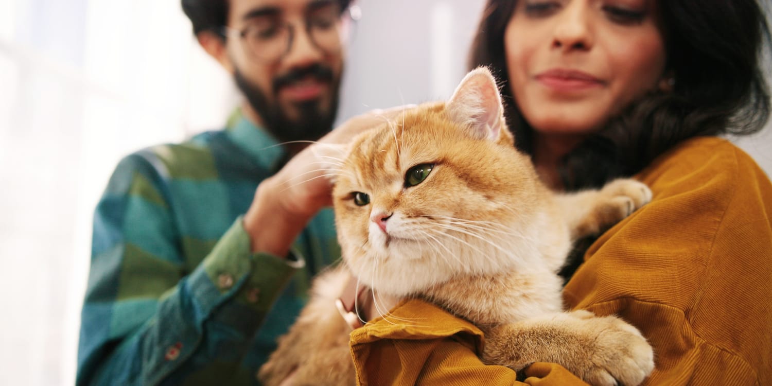 Toxoplasmose Ursachen, Symptome und Therapie