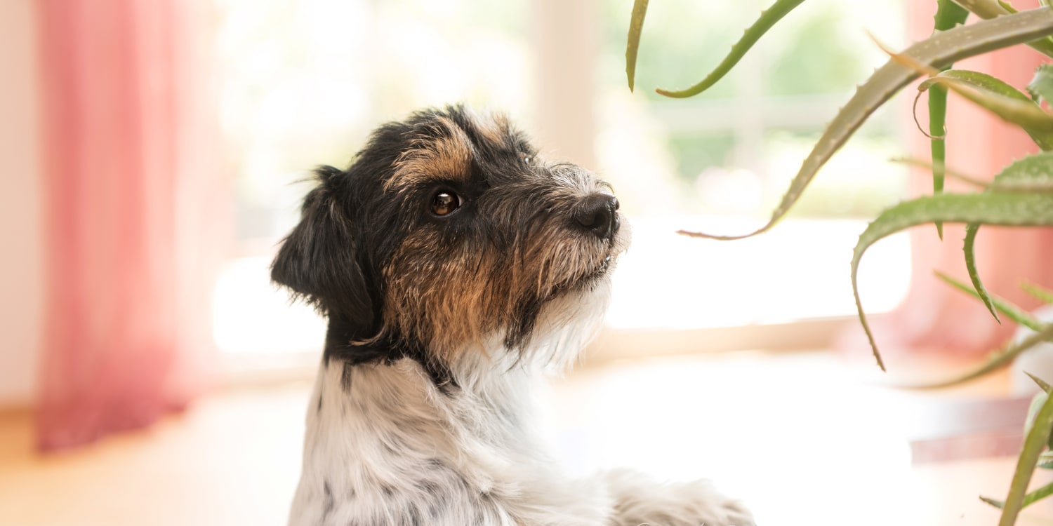 Vergiftung beim Hund: Typische Symptome, und was Sie jetzt tun mssen