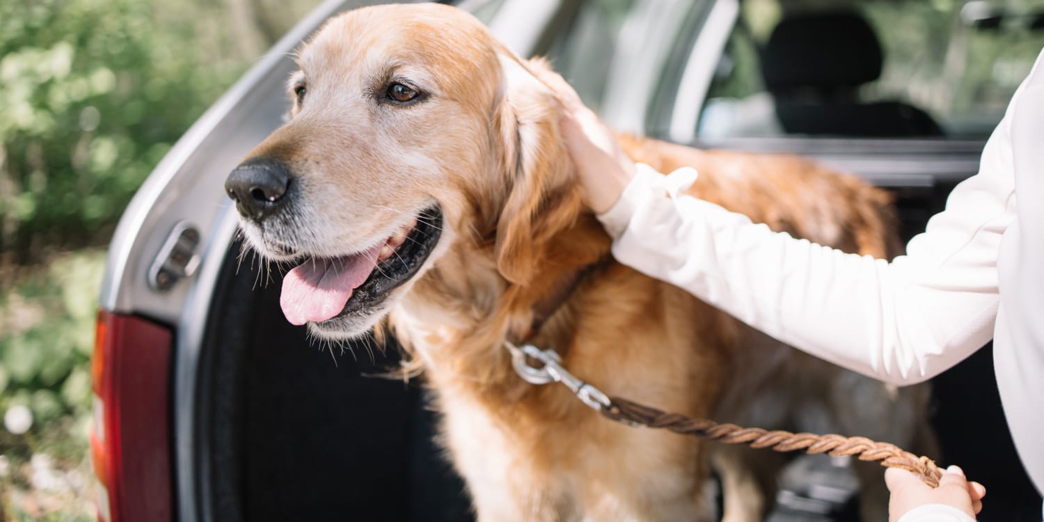 Praktische Autos für Hundebesitzer: Die besten \