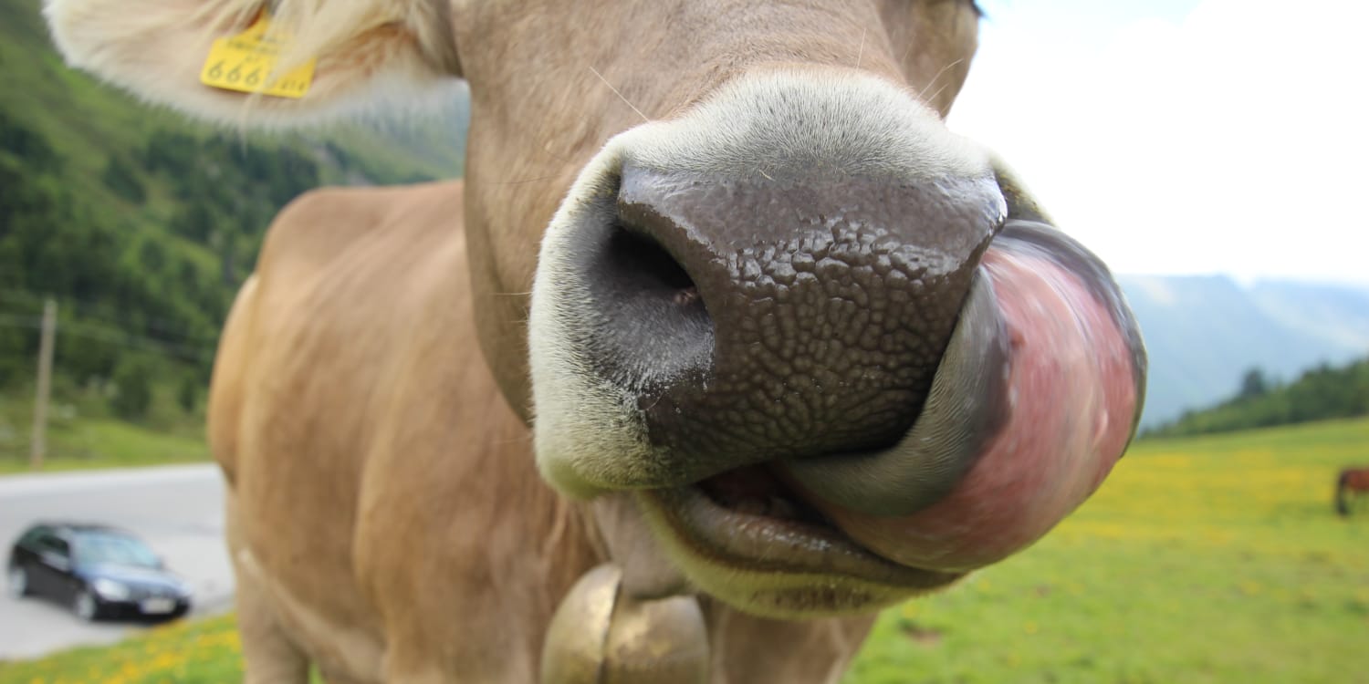 Jugement : Un agriculteur responsable des dégâts causés par une vache à une voiture garée