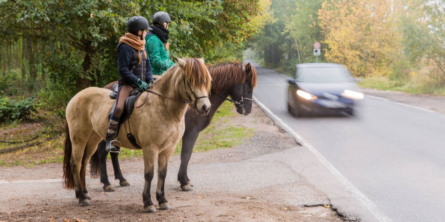 Pferde im Straßenverkehr | ADAC