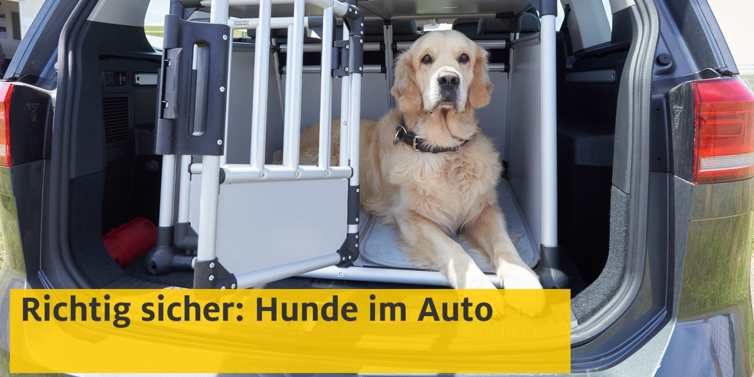 spil Sammenlignelig Junior Hund im Auto: Hundetransport-Systeme | ADAC