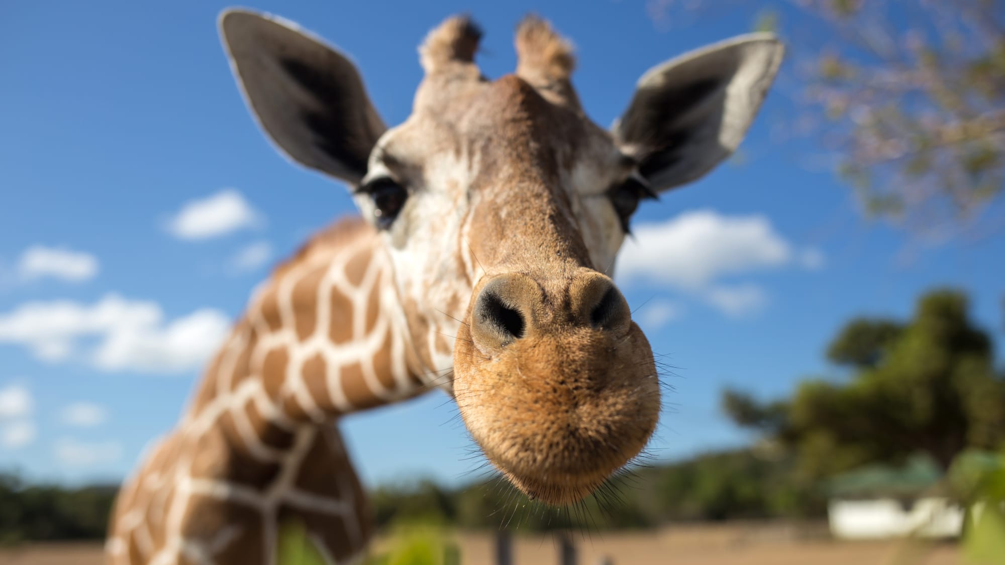 Die schönsten Zoos in Deutschland: 7 Ausflugstipps für Familien | ADAC