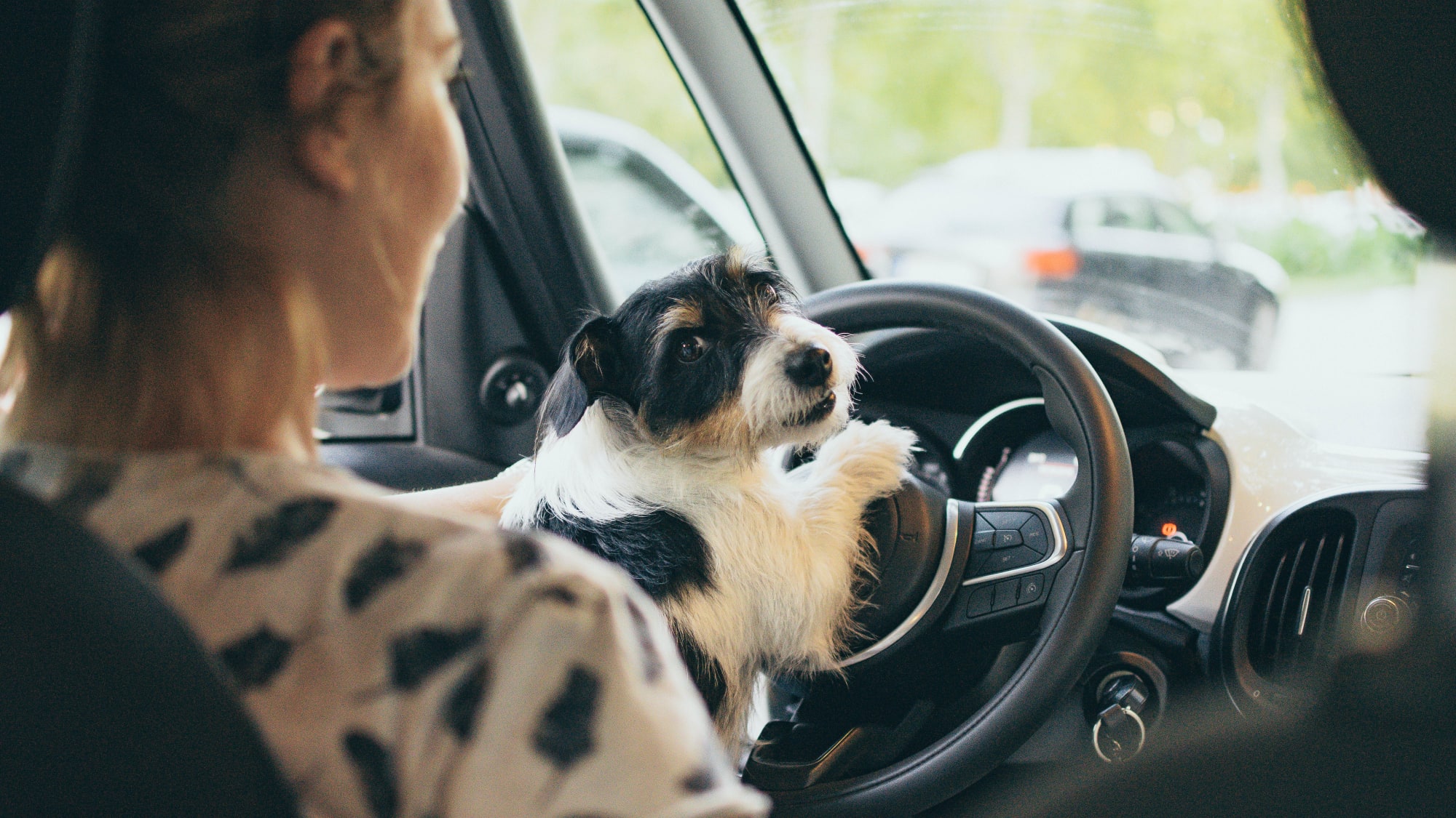 Urteil Hund Klettert Zum Fahrer Versicherung Zahlt Nicht Adac